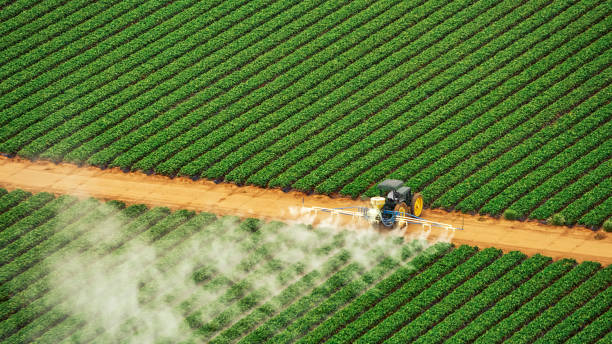 Best Pest Removal Services  in Morgantown, MS