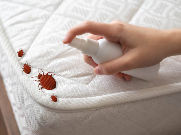 Best Pest Prevention Services  in Morgantown, MS