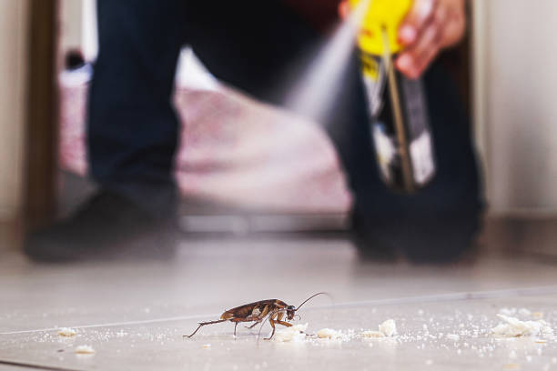 Wasp Removal Services in Morgantown, MS